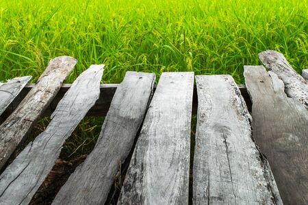 Small cottage in paddy field on the hill with fog in Thailandの写真素材