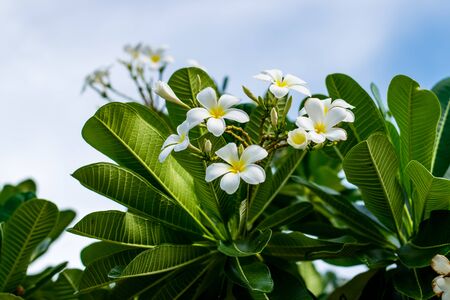 Beautiful plumeria flowers on tree in the gardenの写真素材