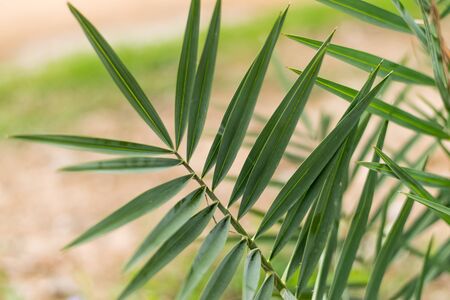 young date palm leaves in the gardenの写真素材