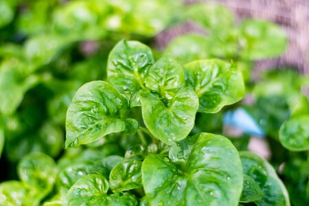Fresh green Brazilian spinach plant background, High-quality vegetables.の写真素材