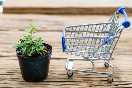 Serissa japonica plant in a black pot with Mini Shopping Cart on an old wooden floorの写真素材