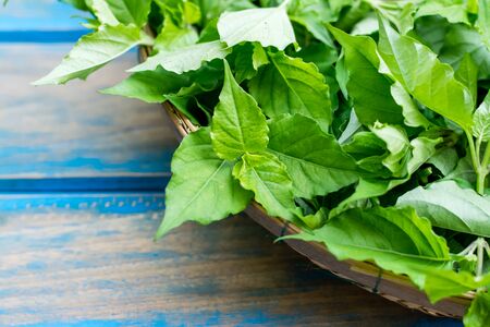 Justicia Gangetica Vegetable in a bamboo tray, Thai herb.の写真素材
