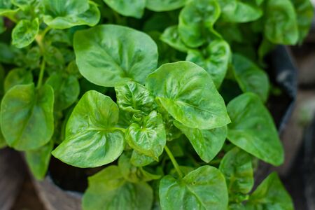 Fresh green Brazilian spinach plant background, High-quality vegetables.の写真素材