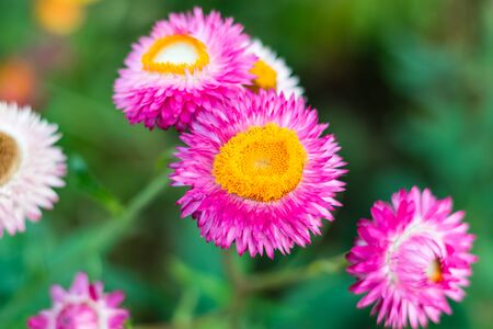 Beautiful Straw flowers on nature in the gardenの写真素材