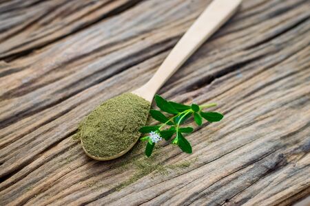 Stevia powder in wooden spoon with fresh green stevia leaves on an old wood background.の写真素材