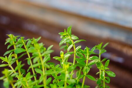 Limnophila aromatica,growing green fresh leaves used as herb and food ingredient