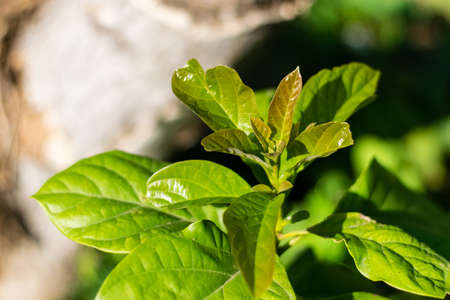 young avocado leaves look maroon fresh in the garden