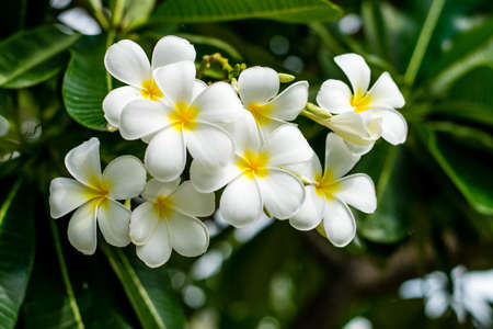 Beautiful plumeria flowers on tree in the gardenの写真素材
