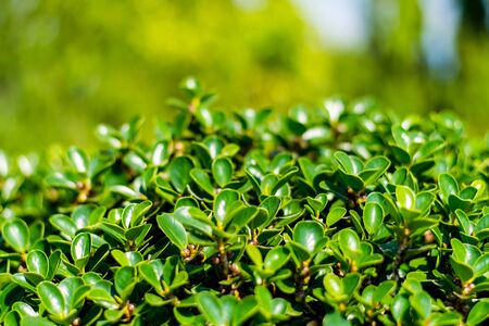 green leaf of Ficus annulata on natural daylightの写真素材