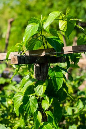 Gurmar medicinal plant for diabetes in the gardenの写真素材