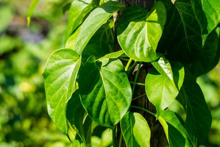 Gurmar medicinal plant for diabetes in the garden