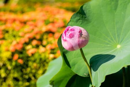 Beautiful Lotus flower in Thai Buddhist Templeの写真素材