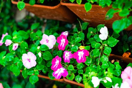 Beautiful colorful flowers in a vertical gardenの写真素材