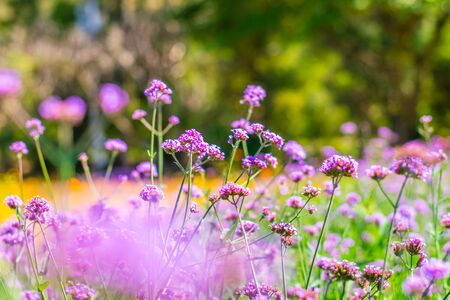 Colorfully verbena flowers and yellow cosmos flowers field background
