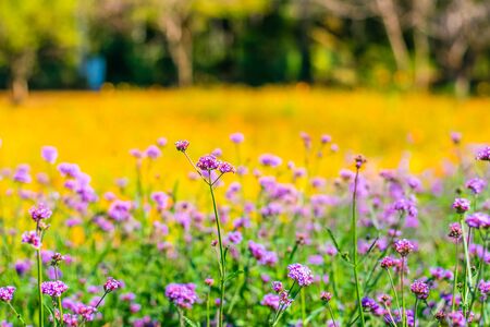 Colorfully verbena flowers and yellow cosmos flowers field backgroundの写真素材