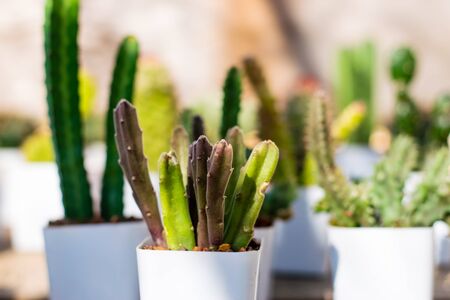 Small cactus in a white planting pot put in groups on the morning sunshine