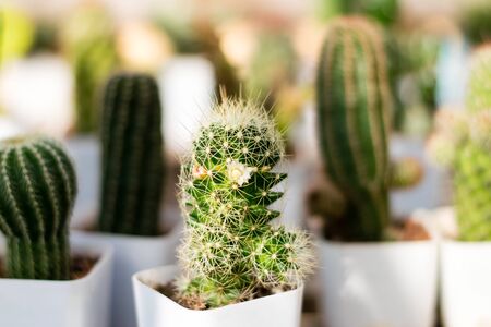 Small cactus in a white planting pot put in groups on the morning sunshineの写真素材