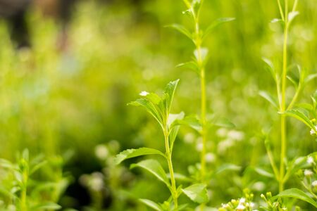 Stevia trees and Stevia flowers blooming in the herb gardenの写真素材