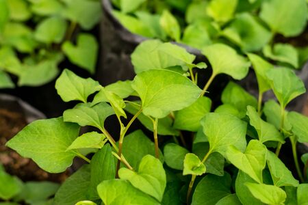 Plu Kaow herbs plant leaves in the garden background. Phlu Khao or Houttuynia cordata Thunb herbal vegetable agriculture.の写真素材