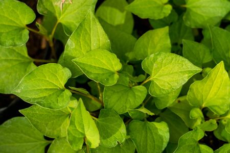 Plu Kaow herbs plant leaves in the garden background. Phlu Khao or Houttuynia cordata Thunb herbal vegetable agriculture.の写真素材