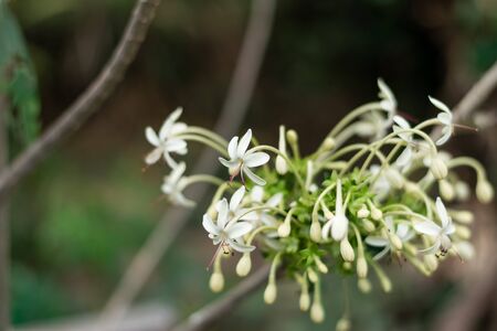 One Root Plant flowers (Clerodendrum indicum (L.) Kuntze) trees, herbs have medicinal properties.の写真素材