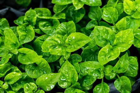 Fresh green Brazilian spinach plant background, High-quality vegetables.の写真素材