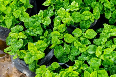 Fresh green Brazilian spinach plant background, High-quality vegetables.の写真素材