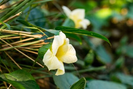 Baby jackfruit flowers bloom in the herb gardenの写真素材
