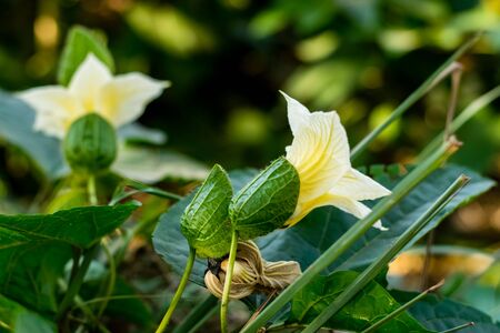 Baby jackfruit flowers bloom in the herb gardenの写真素材