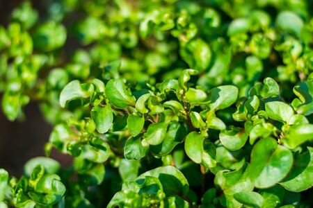 Red watercress growing in the garden, Fresh organic plant vegetablesの写真素材