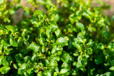 Red watercress growing in the garden, Fresh organic plant vegetablesの写真素材