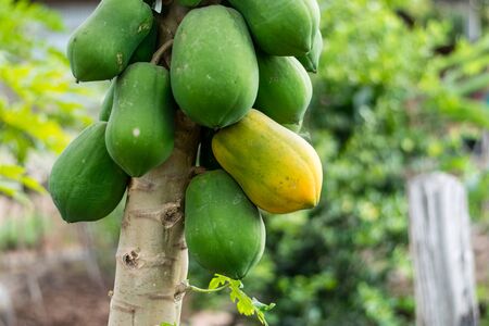 Papaya Fruits of Papaya tree in garden in Thailandの写真素材