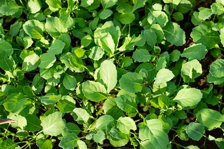 Chinese kale fresh young growing in gardenの写真素材
