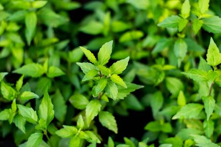 Orthosiphon aristatus green leaf in the garden, medicinal tree.の写真素材