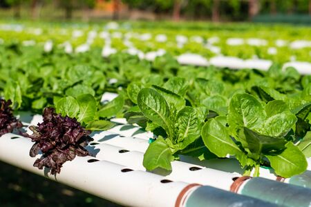 Hydroponic vegetable farm, Organic hydroponic vegetable cultivation farm.の写真素材