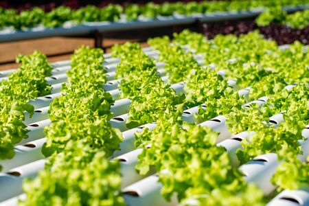 Hydroponic vegetable farm, Organic hydroponic vegetable cultivation farm.の写真素材