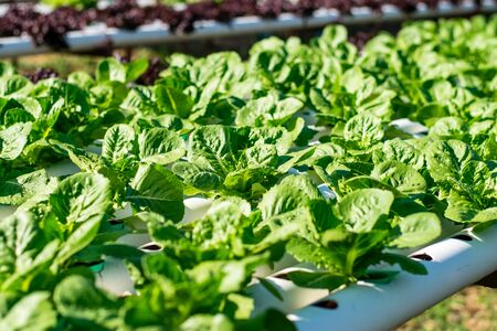 Hydroponic vegetable farm, Organic hydroponic vegetable cultivation farm.の写真素材