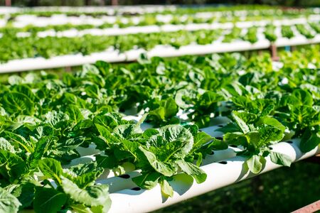 Hydroponic vegetable farm, Organic hydroponic vegetable cultivation farm.の写真素材