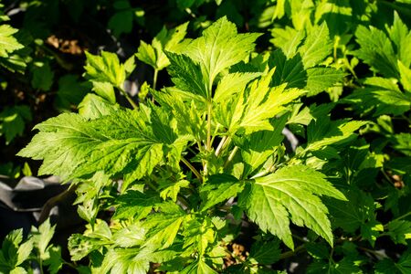 fresh green White mugwort in the gardenの写真素材