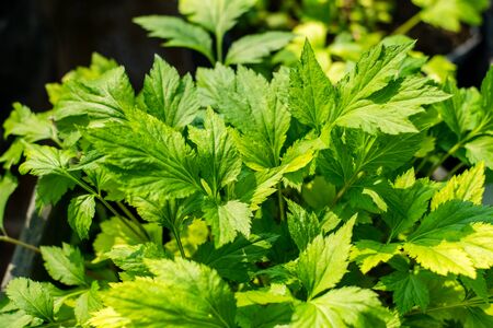 fresh green White mugwort in the gardenの写真素材