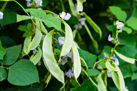 Lablab purpureus growing in the vegetable gardenの写真素材