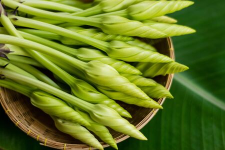 Moonflower (Ipomoea alba L.) in a bamboo basket on a banana leafの写真素材