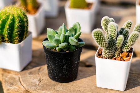 beautiful cactus in groups on the morning sunshineの写真素材