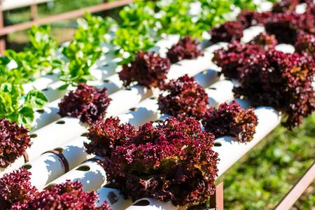 Hydroponic vegetable farm, Organic hydroponic vegetable cultivation farm.の写真素材