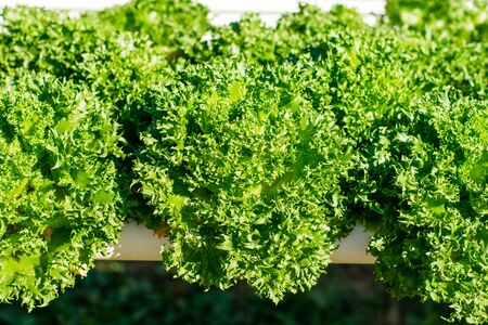 Hydroponic vegetable farm, Organic hydroponic vegetable cultivation farm.の写真素材