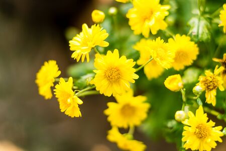 Chrysanthemum flower yellow blooming on the treeの写真素材
