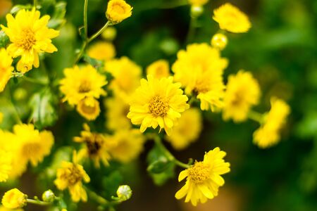 Chrysanthemum flower yellow blooming on the treeの写真素材