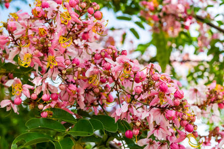 Pink flower of Wishing tree, pink shower, cassia bakeriana craib. Thailand.の写真素材