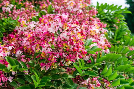 Pink flower of Wishing tree, pink shower, cassia bakeriana craib. Thailand.の写真素材