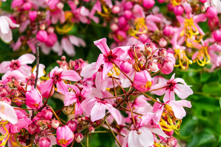 Pink flower of Wishing tree, pink shower, cassia bakeriana craib. Thailand.の写真素材